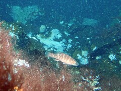 Tautogolabrus adspersus