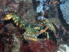 Homarus americanus