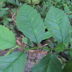 Maclura