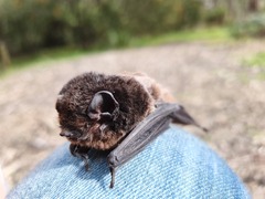 Chalinolobus gouldii