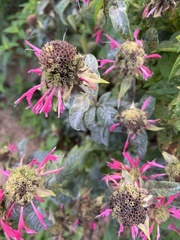 Monarda fistulosa