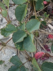 Kennedia prostrata