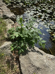 Celtis tenuifolia