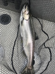 Oncorhynchus tshawytscha