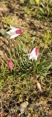 Cyanella alba alba