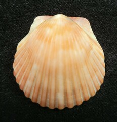 Argopecten irradians