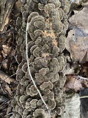 Trametes versicolor