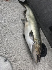 Oncorhynchus tshawytscha