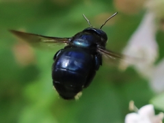 Xylocopa micans