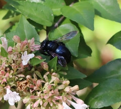 Xylocopa micans