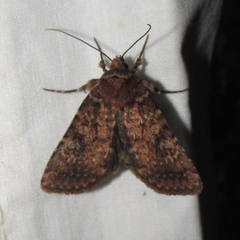 Noctuidae