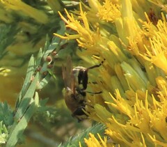 Polydontomyia curvipes