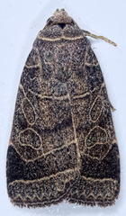 Orthodes majuscula