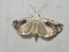Ponometia phecolisca