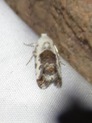 Ponometia phecolisca