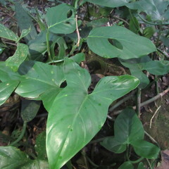 Philodendron