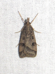Scoparia rigidalis