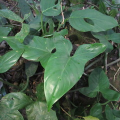 Philodendron