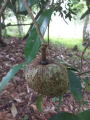 Annona montana