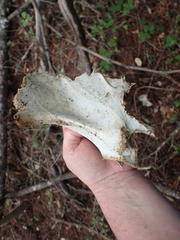Odocoileus hemionus columbianus