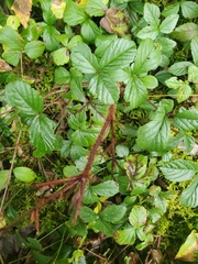 Rubus flagellaris