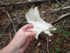 Odocoileus hemionus columbianus