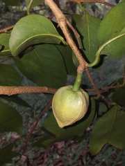 Annona montana