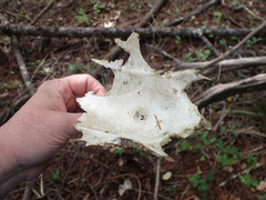 Odocoileus hemionus columbianus
