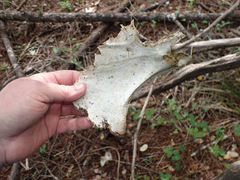 Odocoileus hemionus columbianus