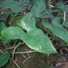 Philodendron