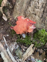 Fistulina hepatica
