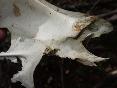 Odocoileus hemionus columbianus