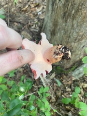 Fistulina hepatica