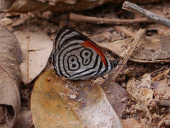 Diaethria