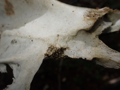 Odocoileus hemionus columbianus