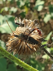 Leptoglossus clypealis