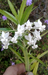 Gomphocarpus