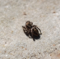 Habronattus cuspidatus