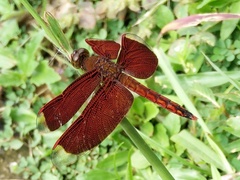Neurothemis ramburii