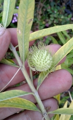 Gomphocarpus