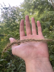 Elymus riparius