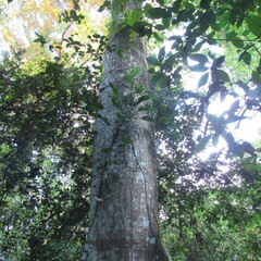 Ceiba