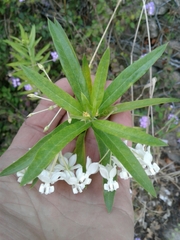 Gomphocarpus