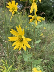Silphium integrifolium