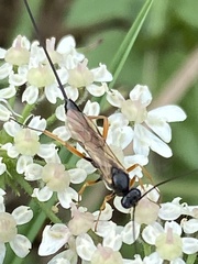 Pimpla rufipes