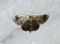 Idaea asceta