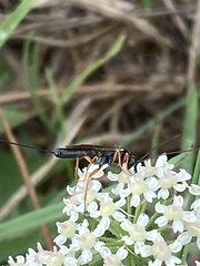 Pimpla rufipes