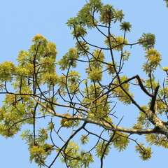Ceiba