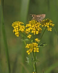 Hesperia metea