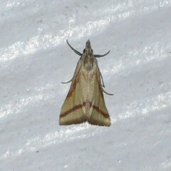 Microtheoris vibicalis